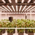 Kép 5/11 - Spider Farmer® Genius Grow System Sensor Pro készlet, CO2 és PPFD érzékelő 